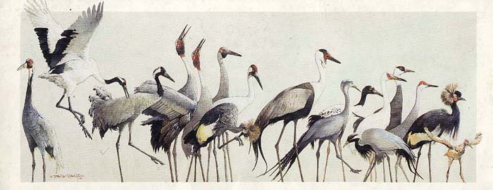 Cranes of the world