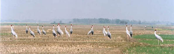 Lumbini Crane Conservation Center